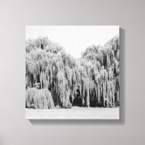 BW Weeping Willow Trees Canvas Print