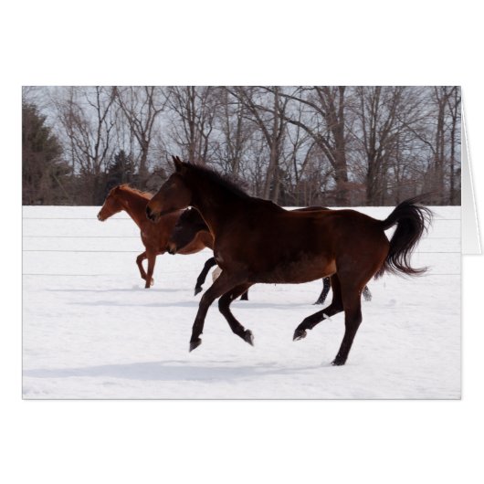 B Zen Snow Run (Front Horizontal)