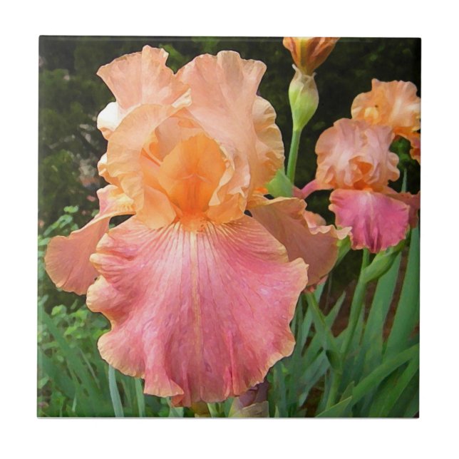BA- Peach Iris Floral Art Tile (Front)