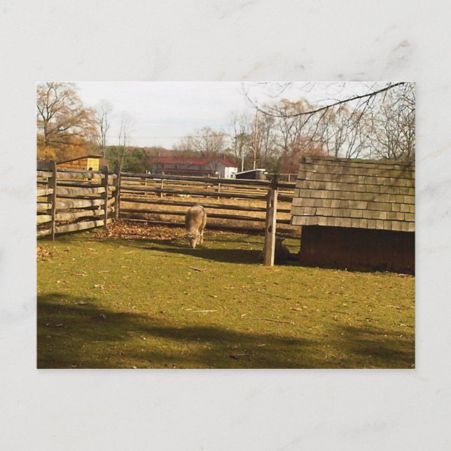 Baaa! Postcard (Front)