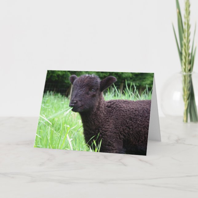 BaaBaa Black Sheep Note Card (Front)