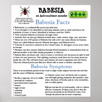 Babesia Information Fact Sheet Poster