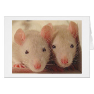 babies cards