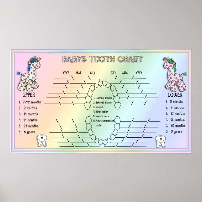 Babies Tooth Chart (Front)