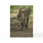 Babirusa Greeting Card