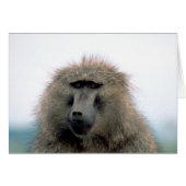 Baboon (Front Horizontal)
