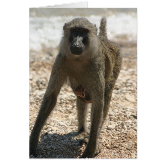 Baboon and Baby Cards (Front)