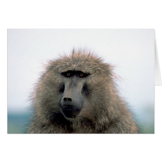 Baboon Cards (Front Horizontal)