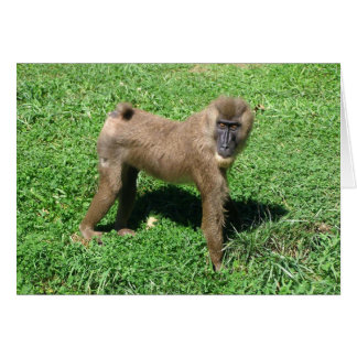 Baboon Cards