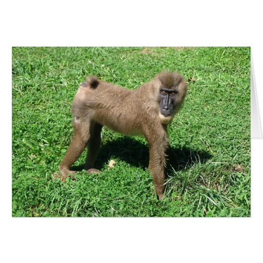 Baboon Cards (Front Horizontal)