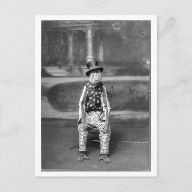 Baboon Dressed Up in Clothes Vintage Postcard (Front)