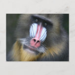 Baboon Face Postcard