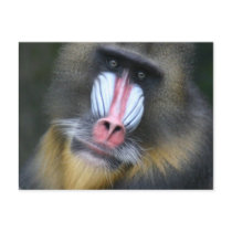 Baboon Face Postcard