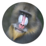 Baboon Face Sticker