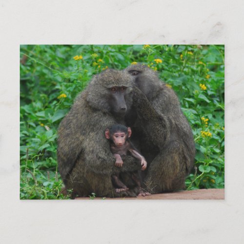 Baboon Family Postcard