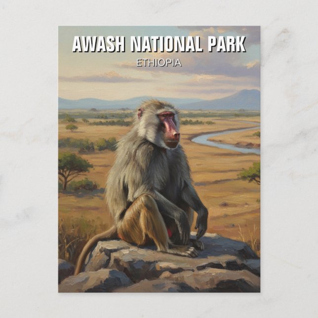 Baboon in Awash National Park Ethiopia Travel Postcard (Front)