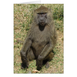 Baboon male cards