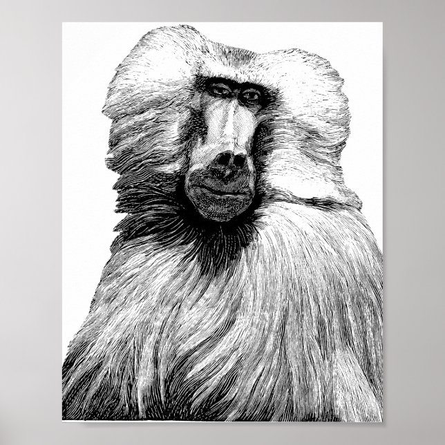Baboon Monkey Jungle Safari Illustration Art Poster (Front)