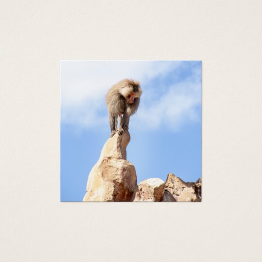 Baboon monkey on top of a mountain (Front)