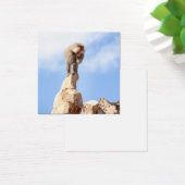 Baboon monkey on top of a mountain (Desk)