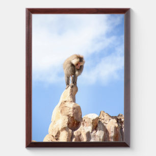 Baboon monkey on top of a mountain award plaque