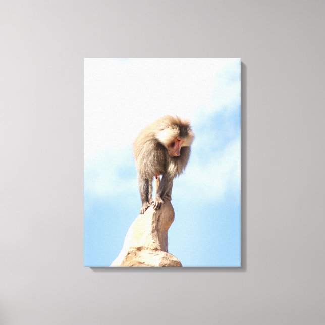 Baboon monkey on top of a mountain canvas print (Front)
