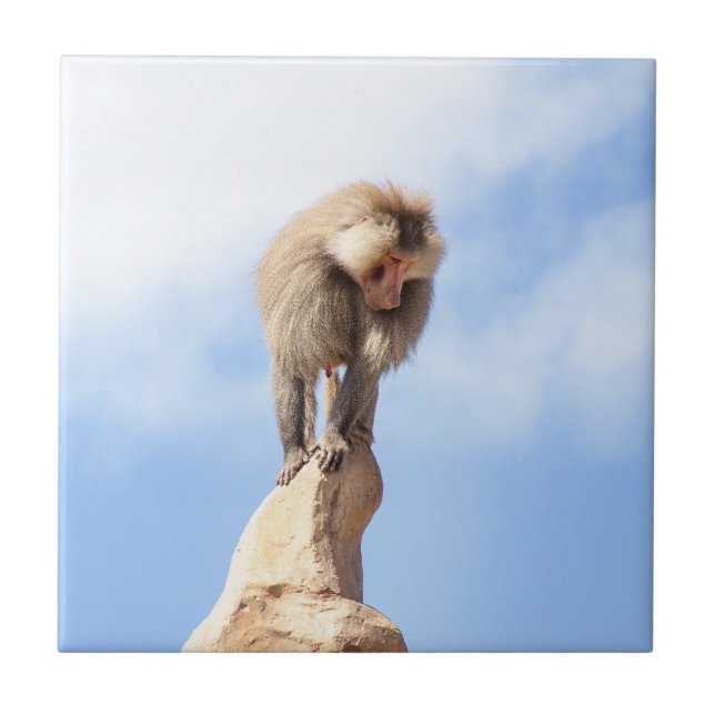 Baboon monkey on top of a mountain ceramic tile (Front)