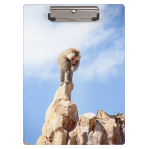 Baboon monkey on top of a mountain clipboard