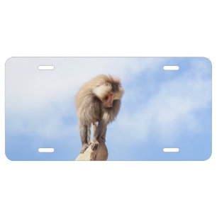Baboon monkey on top of a mountain license plate