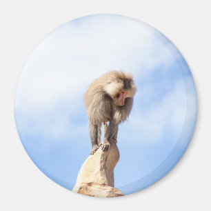 Baboon monkey on top of a mountain magnet