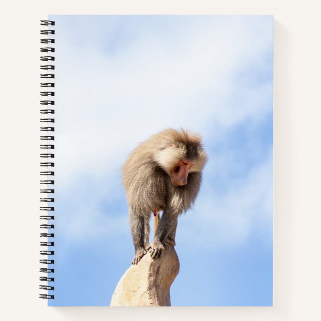 Baboon monkey on top of a mountain notebook (Front)