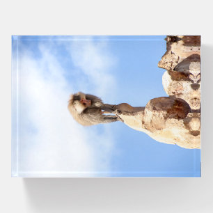 Baboon monkey on top of a mountain paperweight
