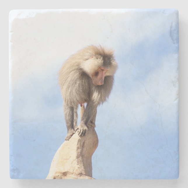 Baboon monkey on top of a mountain stone coaster (Front)