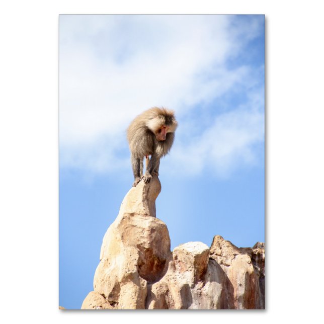 Baboon monkey on top of a mountain table number (Front)