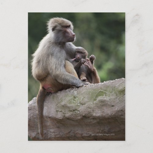 Baboon mother nursing her young postcard