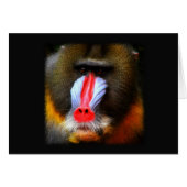 Baboon Portrait (Front Horizontal)