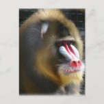 Baboon Postcard