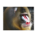 Baboon Postcard