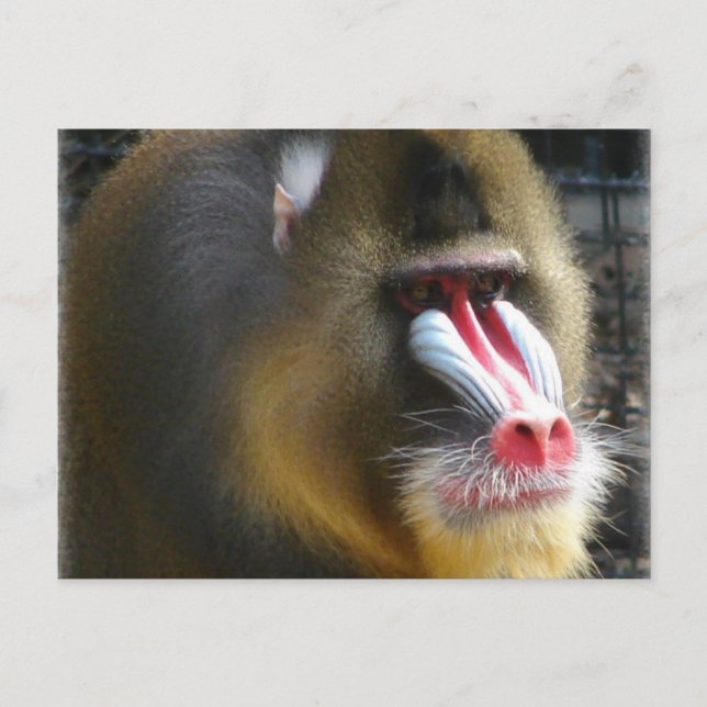 Baboon Postcard (Front)