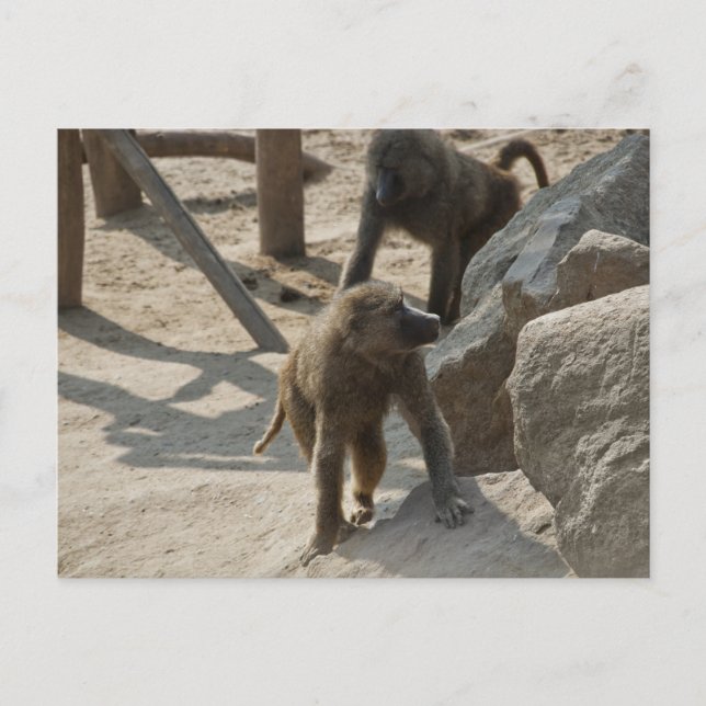 Baboon Postcard (Front)