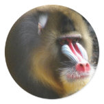 Baboon Sticker