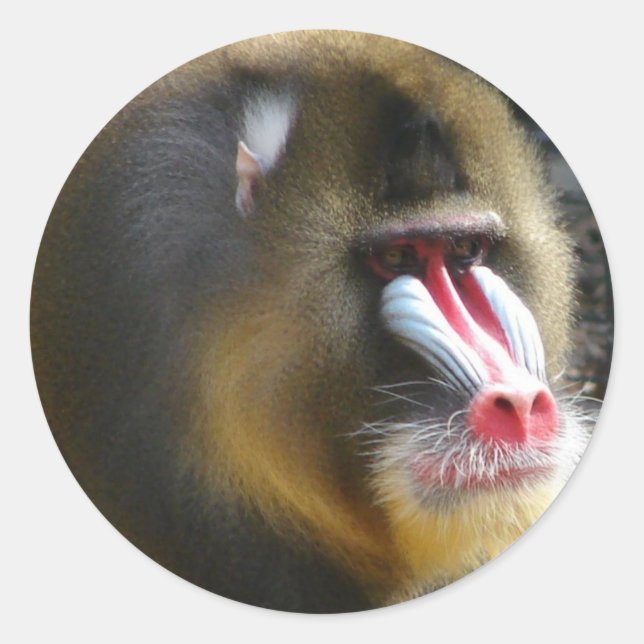 Baboon Sticker (Front)