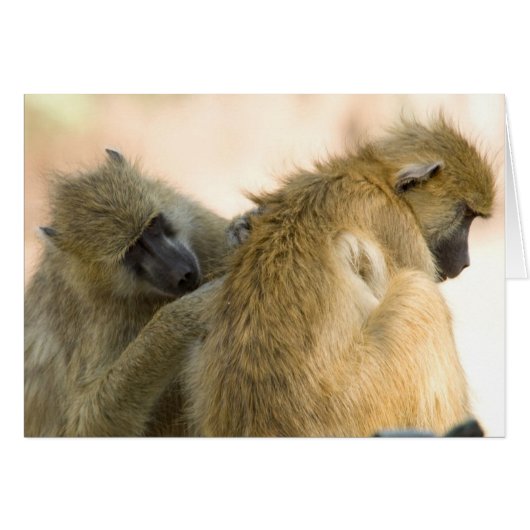 Baboons South Luwanga Cards (Front Horizontal)