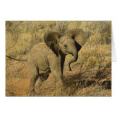 Baby African Elephant, Loxodonta Africana, (Front Horizontal)