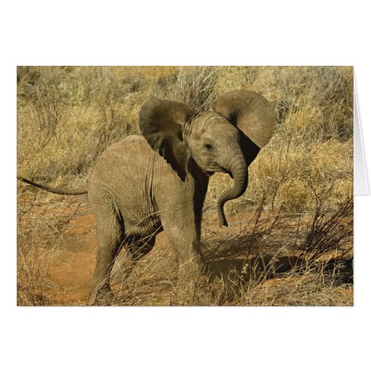 Baby African Elephant, Loxodonta Africana, (Front Horizontal)