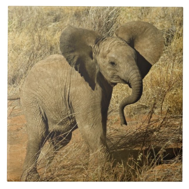 Baby African Elephant, Loxodonta Africana, Tile (Front)