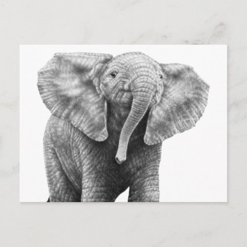 Baby African Elephant Postcard