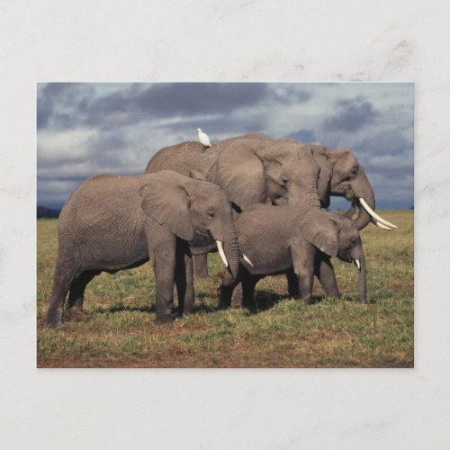 Baby African Elephant with family Postcard