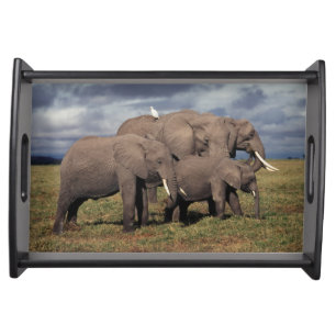 Baby African Elephant with family Serving Tray