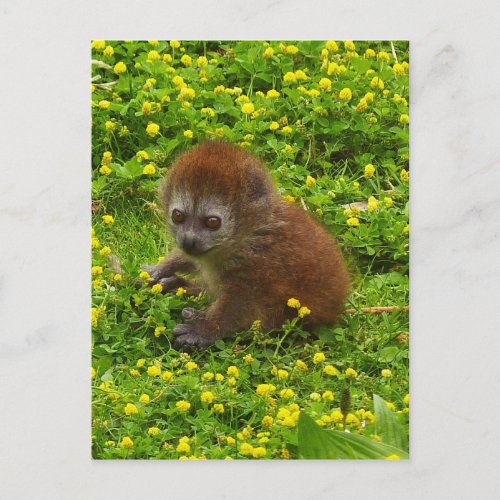 Baby Alaotran Gentle Lemur Postcard